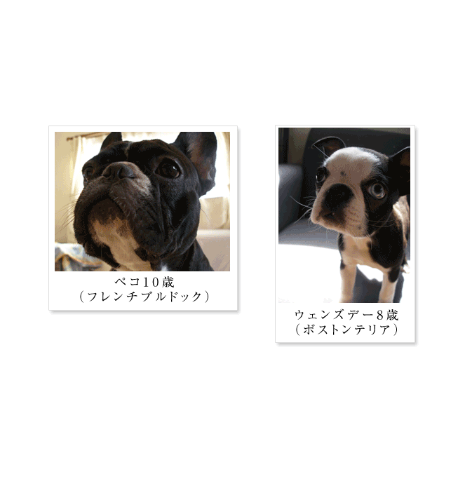 フレンチブルドッグの小部屋